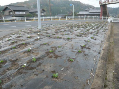 植え付け作業